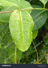 Image result for Cryptolepis