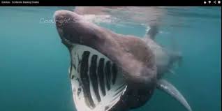 L'ère de la chasse au requin pèlerin. Concentration Exceptionnelle De Requins Pelerins Le Long Des Cotes Bretonnes