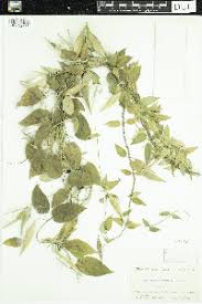 Image result for Cynanchum orangeanum