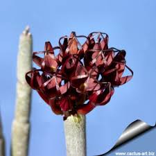 Image result for Ceropegia circinata