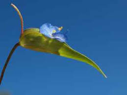 Image result for Commelina schweinfurthii