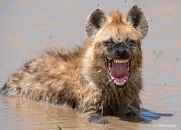 Hyena's laughter captured in the Serengeti