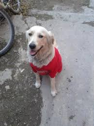 kopuk profil sayfasi 175 petozel com golden retriever retriever kopek
