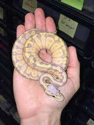 Pin On Lovely Animals