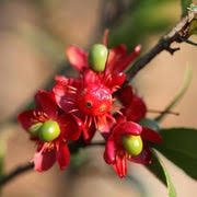 Image result for Ochna kirkii