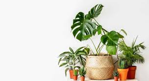 The monstera has become the monstera didn't become a staple of design vocabulary overnight. Ways Of Propagating Monstera Aka Swiss Cheese Plant Restyled Homes