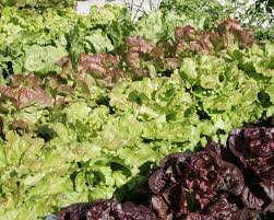 Ihr sollt auch salat das ganze jahr über ernten? Pflucksalat Pflanzen Pflegen Ernten Mein Schoner Garten