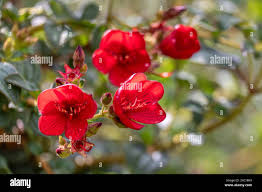 Image result for Dissotis glandulosa