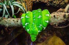 Emerald Tree Boa Care Temperament Breeding Az Reptiles