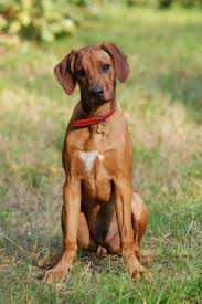 Image result for rhodéský ridgeback