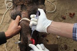 Senator barry goldwater used the metaphor in expressing his opposition to the national defense education act in 1958: Treating Hump Shrinkage At Pushkar Camel Fair Wsj
