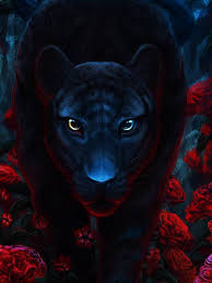 Black Panther Black Panther Panther Big Cats