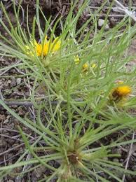 Image result for Geigeria burkei