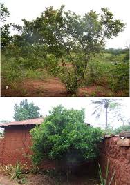 Image result for Synsepalum cerasiferum