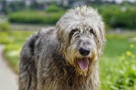 It's a small breed that usually doesn't get more than 15 inches tall. 13 Dog Breeds That Are Wirehaired