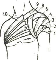 Maybe you would like to learn more about one of these? Kolosovidnaya Povyazka Fascia Spica