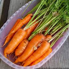 And, this doesn't mean that you need to pull out a carrot to see what the actual size is. Growing Carrots From Planting To Harvest Learn How To Grow Carrots