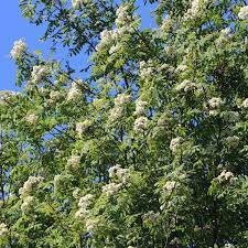 Blätter ungleichpaarig gefiedert, zu 11. Vogelbeere Eberesche Sorbus Aucuparia Pflanzenschleuder