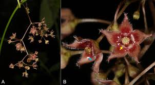 Image result for Riocreuxia torulosa