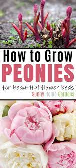 How To Grow Beautiful Peonies Successfully Growing Peonies Peonies Garden Garden Flower Beds