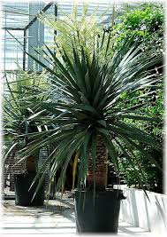 Kanarischer Drachenbaum Dracaena Draco Gunstig Online Kaufen Mein Schoner Garten Shop Drachenbaum Gartendesign Ideen Garten Landschaftsbau