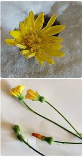 Image result for Crepis urundica