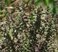 Silver thyme and hi ho silver thyme are delicious additions to any culinary herb garden. Silver Edge English Thyme 12 Count Flat Of Pint Pots Herb Perennial Plants Gardener Direct