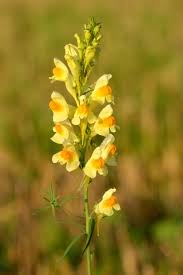 The process of identifying wild flowers involves careful the flowers are the most useful and obvious feature for identification and probably the least ignored. Linaria Vulgaris Wikipedia