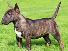 1 brown & white boy available before buying a fox terrier puppy, please. Miniature Bull Terrier Puppies And Dogs For Sale Near You