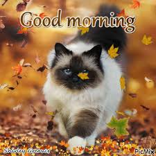 Cat In Leaves Good Morning Gif Pictures Photos And Images For Facebook Tumblr Pinterest And Twitter