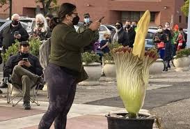 Maybe you would like to learn more about one of these? Bunga Berbau Bangkai Dapat Sambutan Warga San Francisco