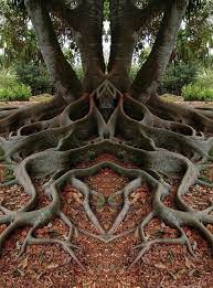 Cool Looking Tree Roots Weird Trees Unique Trees Nature Tree
