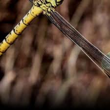 Image result for Emilia pseudactis