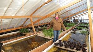 Choosing Fish For Your Aquaponic System Organic Gardening Blog Grow Organic