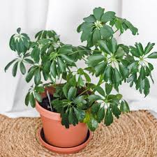 The dwarf umbrella tree does not need an extremely attentive owner. Schefflera Arboricola Plants For Sale Dwarf Umbrella Tree Free Shipping