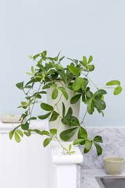 Image result for Rhoicissus digitata