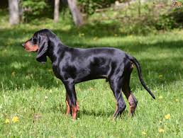 Black And Tan Coonhound Puppies For Sale In Ky Coonhound Dog Breed Facts Highlights Buying Advice Pets4homes
