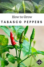 Learn How To Grow Your Own Tabasco Peppers If You Live In A Cool Climate They Grow Well Indoors In Contain Tabasco Pepper Stuffed Peppers Stuffed Hot Peppers