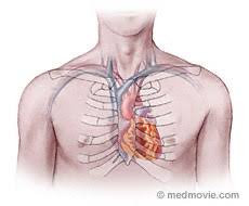 The rib cage is the arrangement of ribs attached to the vertebral column and sternum in the thorax of most vertebrates, that encloses and protects the vital organs such as the heart, lungs and great vessels. Heart Location