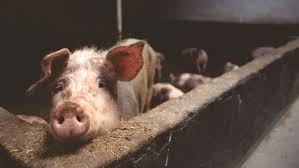 Acum o lună, asociaţia crescătorilor și exportatorilor de bovine, ovine și porcine din românia, care este membru al federației naționale pro agro, se arăta. Scumpire SpectaculoasÄ A CÄrnii De Porc Din Romania Printre Cele Mai Mari PreÈuri Din Ue