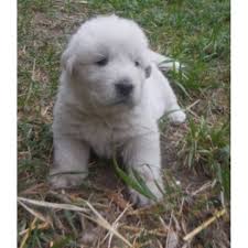 Find all the information for yuppie puppy, that provides pet boarding, daycare in birmingham, al 35209. Free Great Pyrenees Puppies In Alabama