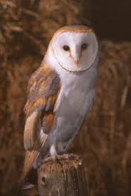 0 Barn Owls and Major Roads