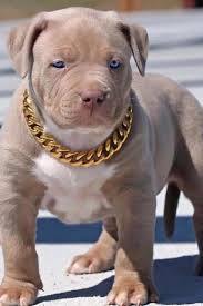 Pin By Internet Traffic Payment On Pitbull Ailesi Bully Breeds Dogs Dogs Bully Breeds