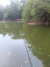 June 10, 2021 jack ma : Bagaimana Teknik Memancing Ikan Nila Di Danau Quora