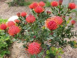 Tolerates a wider range of soils than most leucospermums. 2nd Image Of Leucospermum Scarlet Ribbon At San Marcos Growers