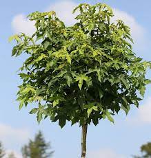 15 baumarten die in ihren garten bestens passen appeared first on garden easy. Hochstamm Kugel Amberbaum Gumball 80 100cm Liquidambar Styraciflua In 2021 Hochstammchen Pflanzen Baumsamen