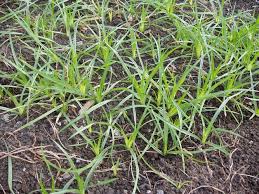 Image result for Cyperus rotundus