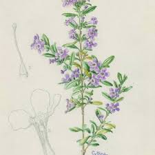 Image result for Freylinia tropica