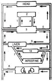 Add your answer and earn points. Given Below Is A Highly Schematic Diagram Of The Human Blood Circulatory Sytem Sarthaks Econnect Largest Online Education Community