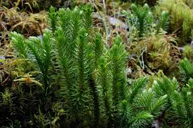 Image result for Huperzia dacrydioides